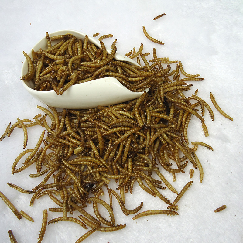 80g装香脆可口面包虫干黄粉虫 仓鼠补充蛋白质混仓鼠粮在类目 宠物/宠物食品及用品, 仓鼠类及其它小宠, 饲料/零食中 - 来自Buy2taobao.com提供专业的淘宝代购服务