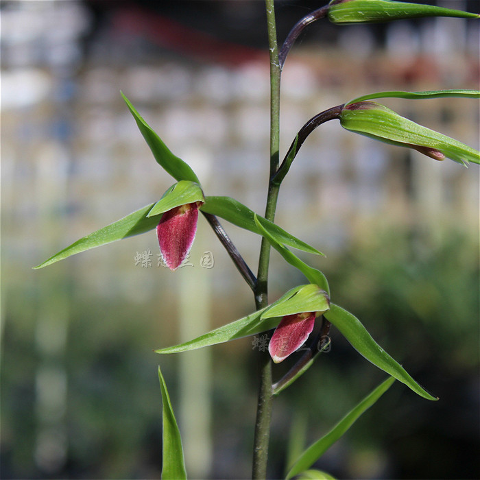 蝶恋兰园 雪中红 兰花苗寒兰红舌花卉绿植包邮顺丰