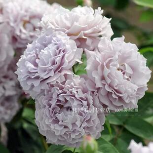 月季花苗 清流 阳台盆栽切花玫瑰苗 庭院丰花 勤花浓香