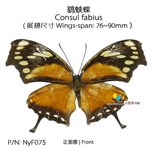 鹞蛱蝶Consul fabius雄76-90mm 小野家的蝶