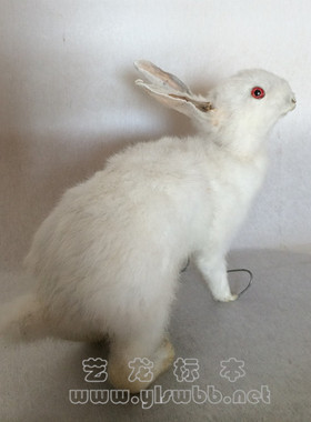 摆件教学影视拍摄道具动物标本