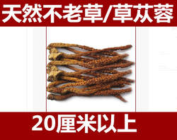 正品野生草苁蓉 不老草 长白山不老草 泡酒料 大支 一件10支包邮