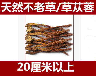 正品野生草苁蓉 不老草 长白山不老草 泡酒料 大支 一件10支包邮