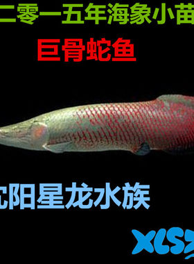 活体观赏鱼巨龙巨骨舌鱼