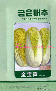 金宝黄 F1娃娃菜种子 高端娃娃菜种子 韩国进口 早熟10g彩包 促销