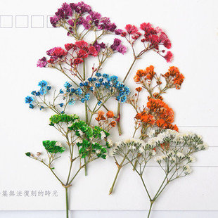 滴胶干花手机壳 DIY 花事未了 干花押花压花材料 小满天星