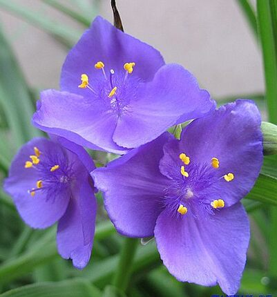 多年生宿根花卉 蓝花紫露草 耐寒 又叫四季兰 天天开花 庭院种植
