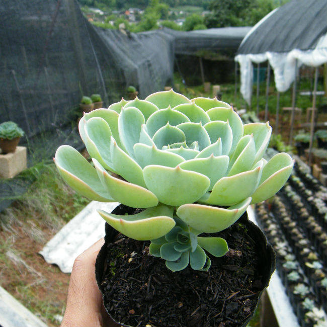 云南多肉馆 玉蝶小桩 玫瑰状 纯露养