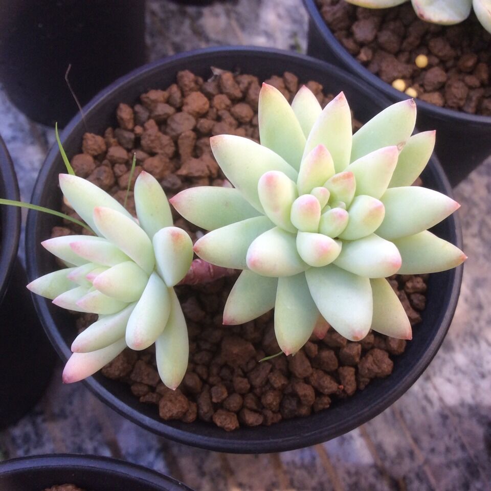 韩国进口正版妮妮花舍多肉植物