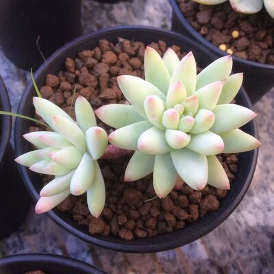 韩国进口正版妮妮花舍多肉植物