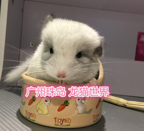 银斑龙猫弟弟广州实体店到店挑选