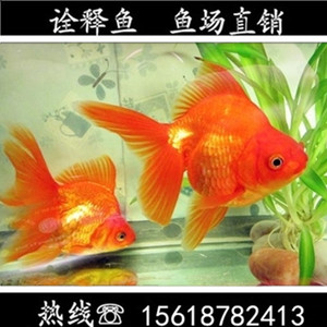 观赏鱼金鱼活体精品金鱼苗花鎏金苗优质红鎏金短尾镏金颜色随机
