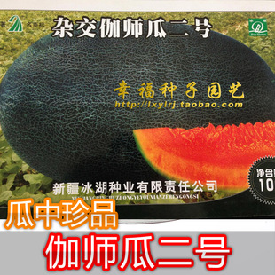 【伽师瓜种子】新疆香瓜甜瓜种子 哈密瓜种子 新疆商标 贡瓜