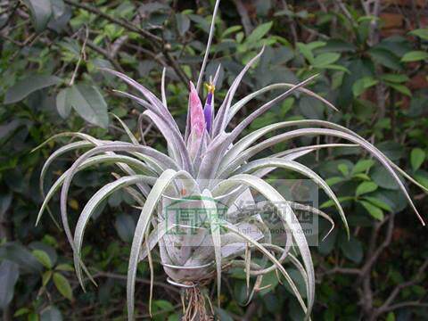 展示 空气凤梨 Tillandsia Chiapensis x Velutina香槟x天鹅 开花