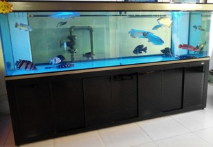 魟鱼缸 超白龙鱼 彩蝶龙潭新兵 3米乘1米