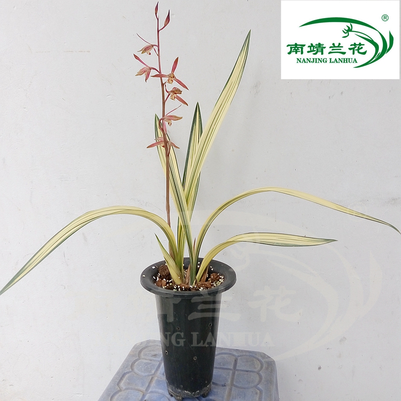 漂亮艺黄金艺 兰花苗墨兰黄金万代福 名贵兰花 花卉绿植盆栽室内
