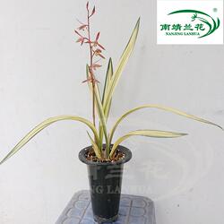 漂亮艺黄金艺 兰花苗墨兰黄金万代福 花卉绿植盆栽室内