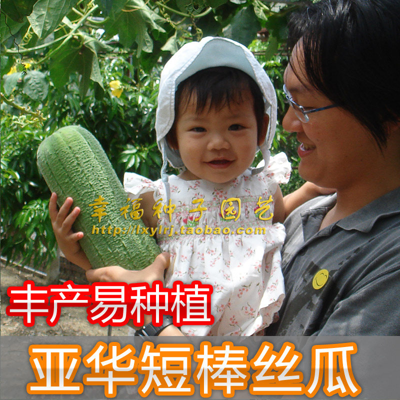 【亚华短棒早丝瓜种子】水瓜种子 高产菜瓜 农科院 味甜 春夏秋播