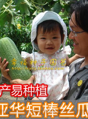 【亚华短棒早丝瓜种子】水瓜种子 高产菜瓜 农科院 味甜 春夏秋播