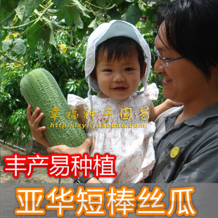 【亚华短棒早丝瓜种子】水瓜种子 高产菜瓜 农科院 味甜 春夏秋播