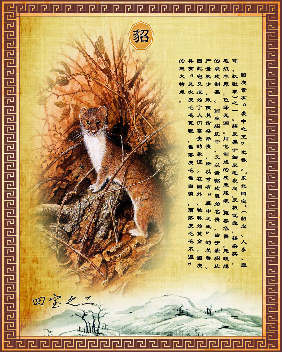 747海报印制展板写真喷绘18东北四宝简介民间挂图貂图片贴纸