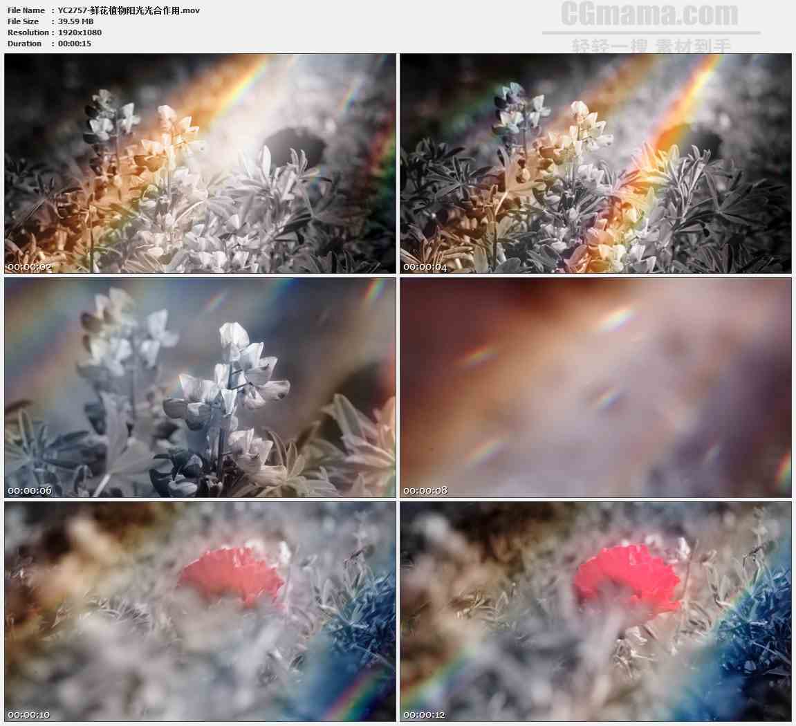 鲜花植物阳光光合作用高清实拍视频素材