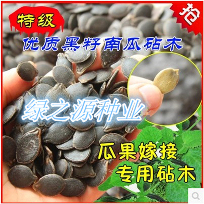 嫁接砧木日本产量高南瓜种子