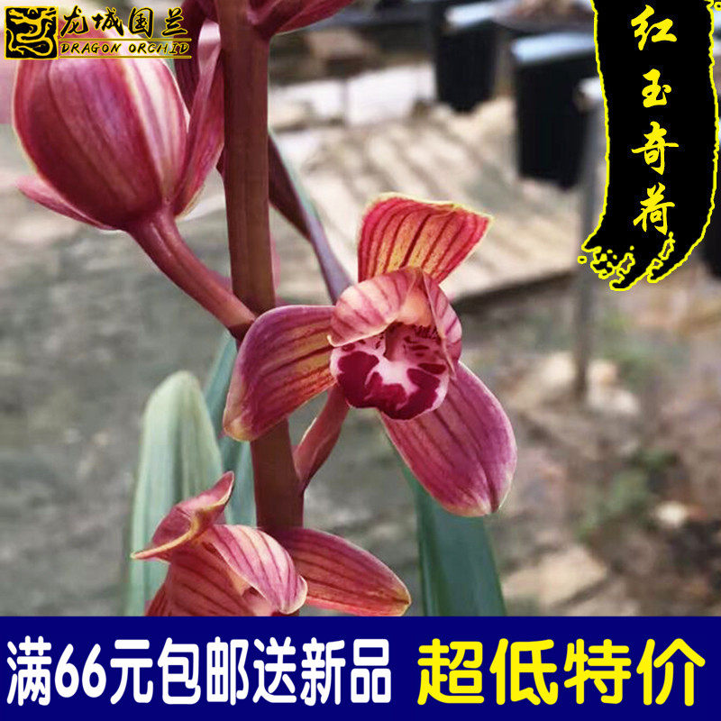 精品建兰四季兰花苗 红玉奇荷 经典荷瓣好养易活浓香特价花卉绿植