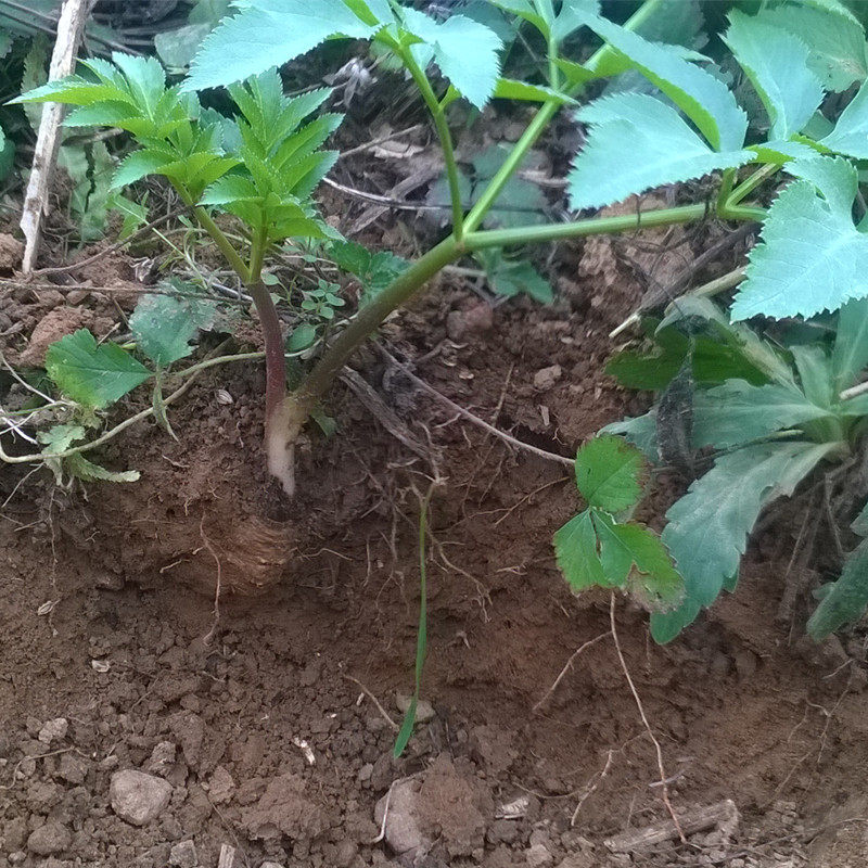 现挖新鲜全株白芷中药材可磨白芷粉做面膜白芷炖鸡香料调料