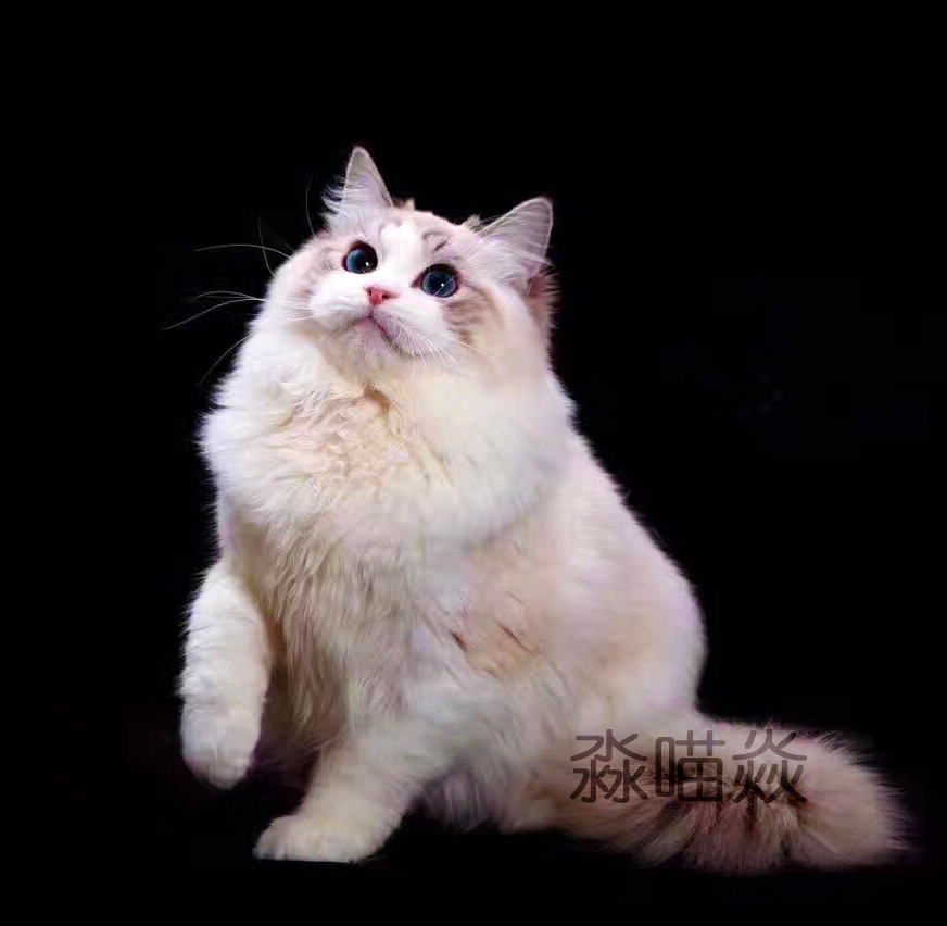 淼森纯种猫cfa血活体猫加拿大布偶猫海豹山猫双色布偶猫长毛猫咪