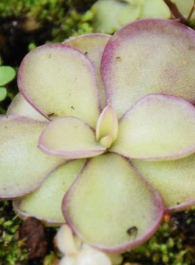 苹果交圆切捕虫堇多肉植物绿植盆栽-食虫植物-ANPA.C