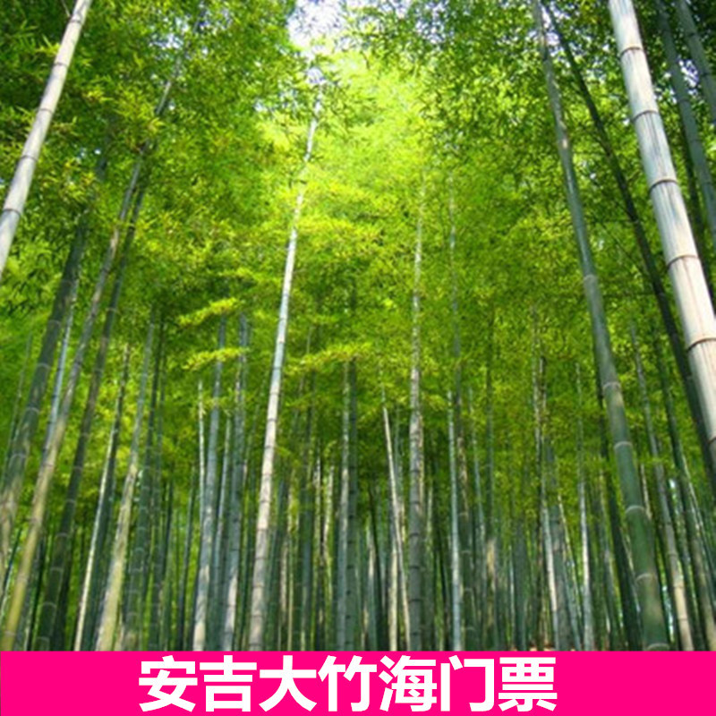 [中国大竹海-大门票]安吉大竹海门票成人团队票更优惠