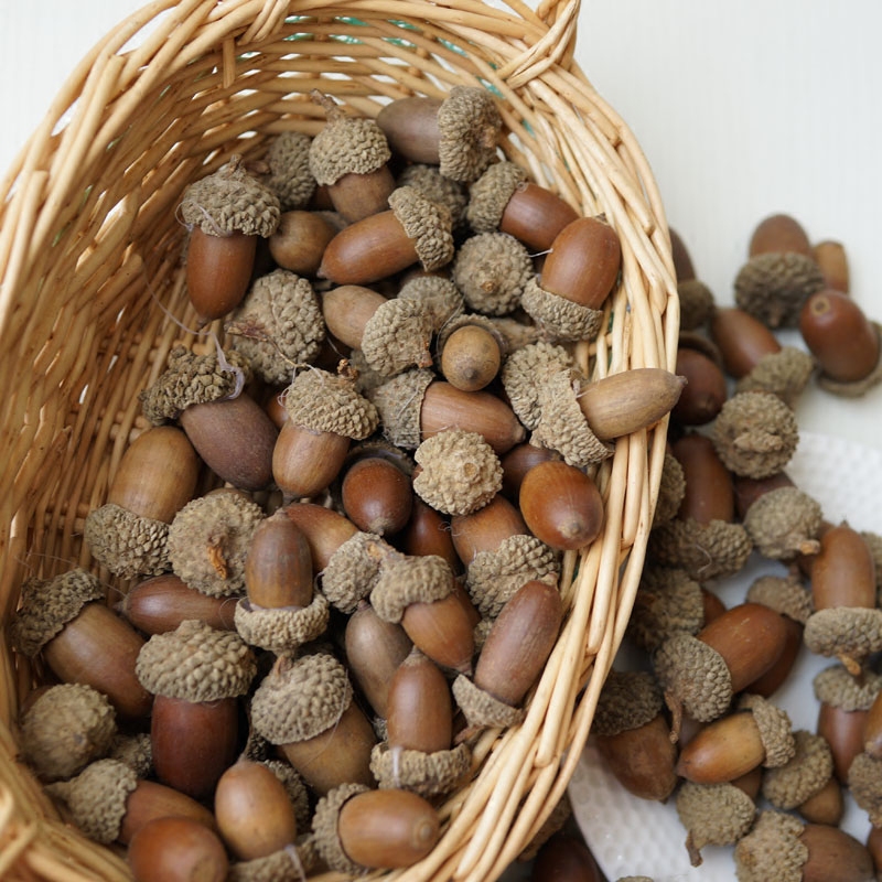 lmdec decorate Acorn Acorn Fruit grain Place Wobble Fruits and vegetables fruit cupboard Furnishings technology ornamentin the Home accessories , Vase/Flower/Artificial flowers/Imitation jewelry , Simulation of fruit  category - from Buy2taobao.com to provide professional Taobao agent buy service