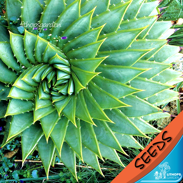 K7 南非正版女王芦荟/旋转芦荟种子 Aloe polyphylla 2/10粒在类目 鲜花速递/花卉仿真/绿植园艺, 花卉/蔬果/草坪种子（新）, 家庭园艺种子中 - 来自Buy2taobao.com提供专业的淘宝代购服务