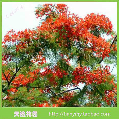 凤凰木苗 金凤苗 红花楹名贵苗木庭院园林极易成活生长快速
