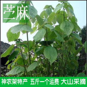神农架新鲜苎麻根 苎根 苎麻头 现挖草药苧麻根 野麻根 500克