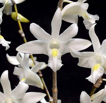 兰花-洋兰-鸽子石斛兰--den.crumenatum 强健种 浓郁强香 易开花