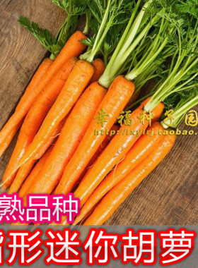胡萝卜种子蔬菜种子阳台盆栽胡