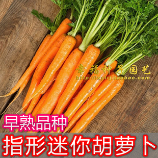 【指形迷你胡萝卜种子】红萝卜种子 春秋播种蔬菜种子 阳台盆栽