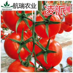 西红柿种子包邮耐寒番茄种子凌派蔬菜种子包邮高产抗病凌派