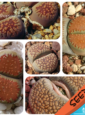 臼典玉混合种子 生石花种子 Lithops villetii mixed 20粒