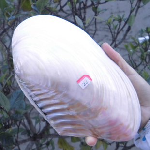 天然海螺贝壳 超大光泽双面珍珠贝蚌壳 地中海家居创意收藏摆件
