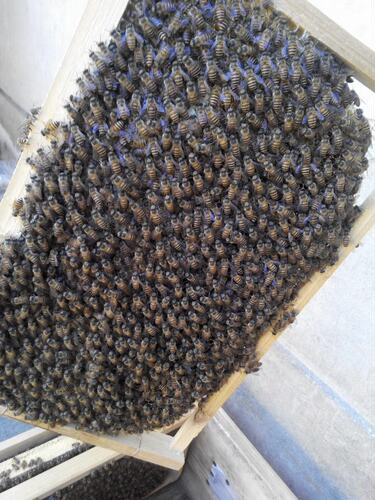 颜师蜂园蜜蜂群活体蜜蜂中蜂群活框箱蜂种群阳台庭院宠物蜜蜂蜂群 - 封面