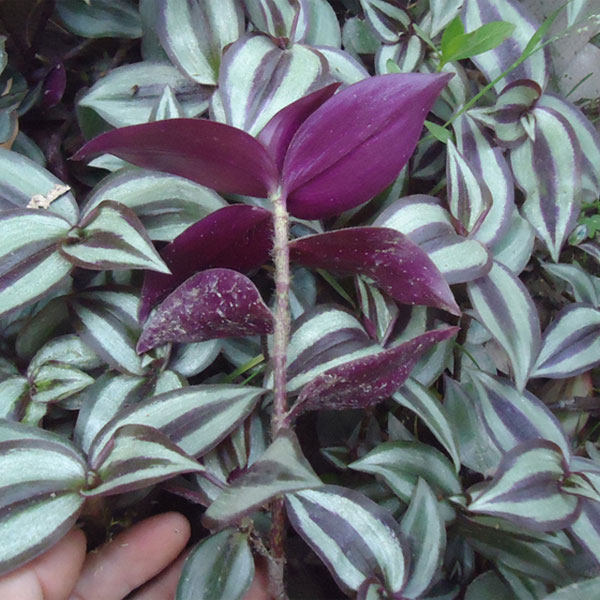 特价水龟草苗油虫草苗水竹草苗蟑螂草苗胶浊草苗鸭舌红苗