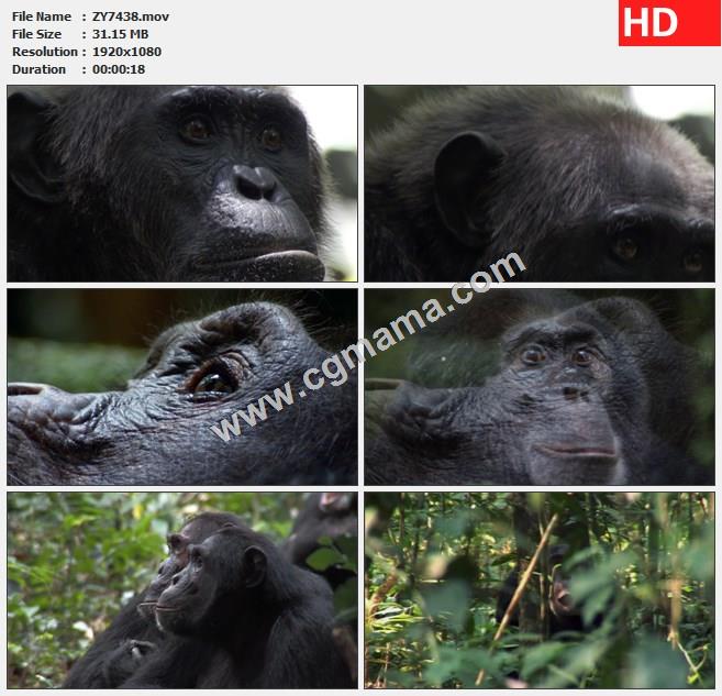 ZY7438黑猩猩特写动物高清实拍视频素材