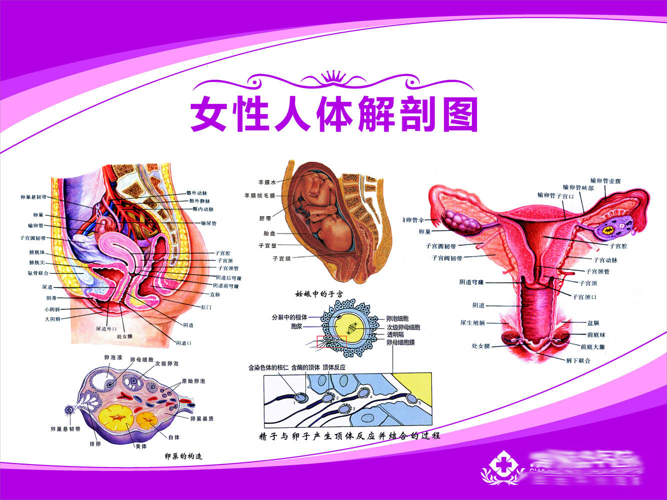 海报印制649素材206医院人体女性生殖解剖图输卵管子宫