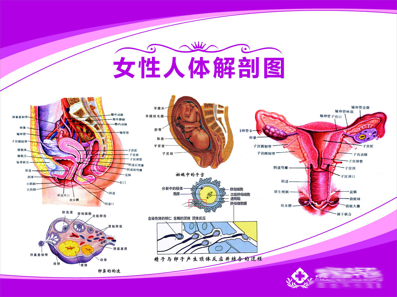 人体解剖图女子宫图片