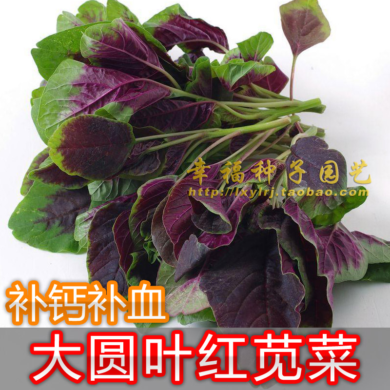 【红苋菜种子】红汗菜旱菜 蔬菜种子 味甜 口感好 耐热 耐湿 耐病