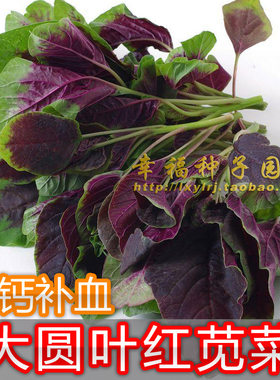 苋菜种子耐热生长速度快虫害少