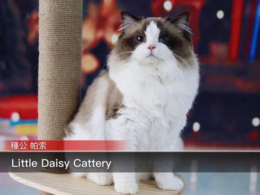 纯种海豹双色欧洲布偶猫